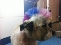 /album/fotogaleria-tintes/jack-cresta-4-colores-jpg/